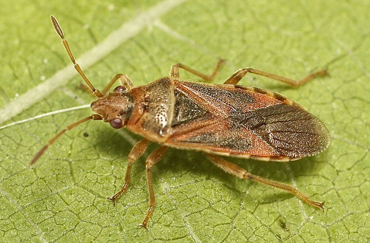 A Lygaeid species from Bulgaria, Lygaeidae: Arocatus longiceps